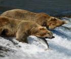 Αρκούδες την αλιεία σολομού